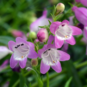 Penstemon Summertime Pink